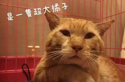 纪总大佬夫人下山了，崔秀子短剧在线免费观看全集资讯--第1张