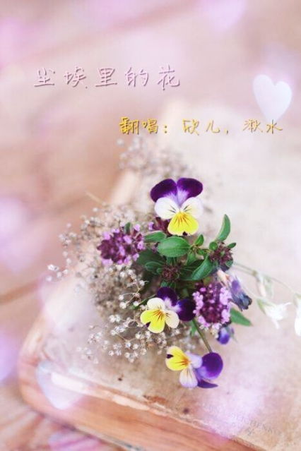尘埃里的花朵，短剧在线免费观看全集资讯--第1张