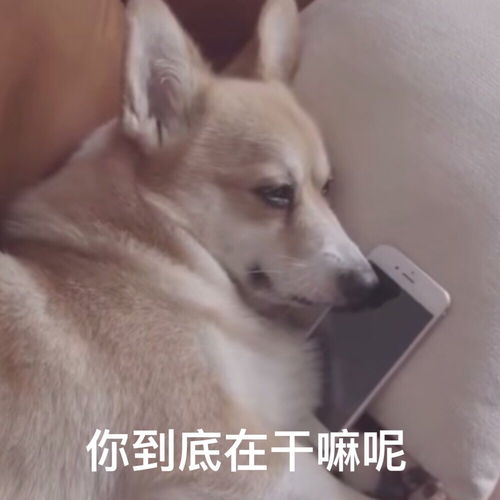 我有九千万亿舔狗金短剧在线免费观看全集资讯 --第1张