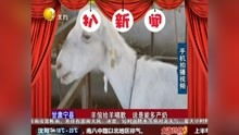 杀猪医圣，全集免费观看--第1张