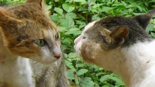 变成猫后我被死对头宠上天短剧剧情资讯 变成猫后我终于红了[娱乐圈]--第1张