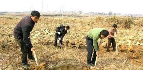 乡村大帝短剧资讯，乡村大地的新故事--第1张