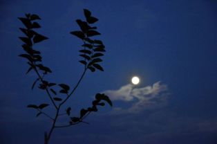 清风伴明月，夜色静谧之美--第1张