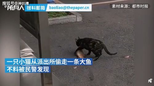 我的精神病史 我的精神病一触即发短剧全集剧情--第1张