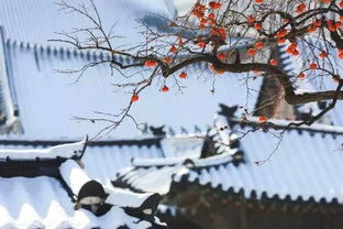宫墙下雪 宫墙雪短剧全集剧情--第1张