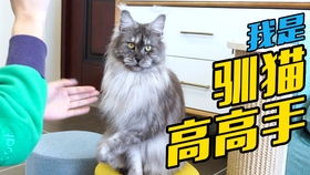 纪总大佬夫人下山后，猫笔趣阁短剧全集剧情介绍--第1张