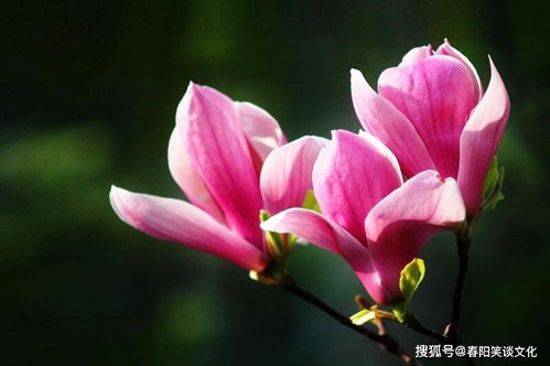 奈何情深难两全短剧全集剧情信息大全资讯 奈何情深前面一句是什么--第1张