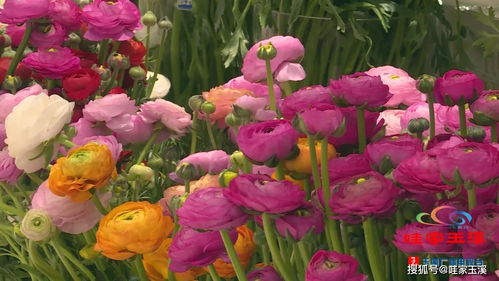  鲜花玫瑰多少钱一支——价格与选购指南 鲜花玫瑰多少钱一支啊--第1张