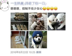 这个妈咪我养着 这个妈咪有点凶--第1张