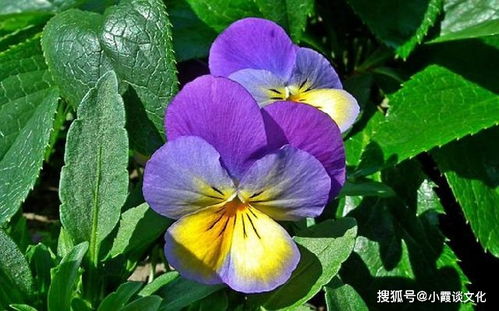 一遇红颜误终身短剧观看平台 遇红颜什么意思--第1张