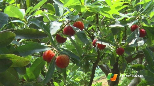 深宅进阶录，深宅2021预告片--第1张