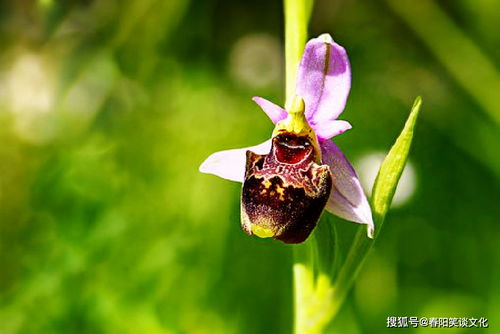 似佳人什么意思 似是佳人来短剧一口气看完--第1张