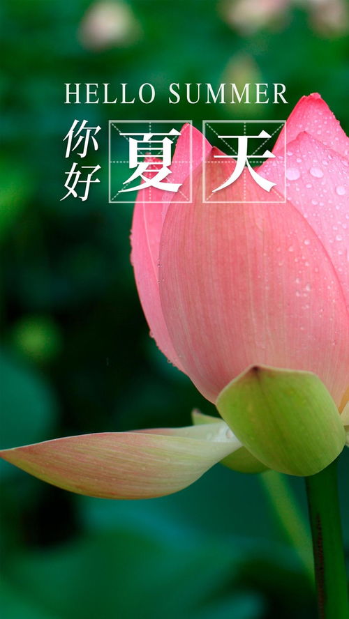 繁花不凋谢初见就沦陷是什么歌 繁花初见不知迟，短剧一口气看完--第1张