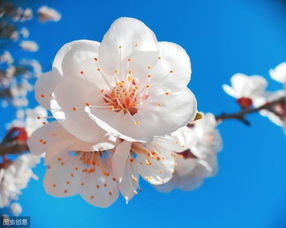 杏花短剧小说在线看免费_杏花的电视叫什么--第1张
