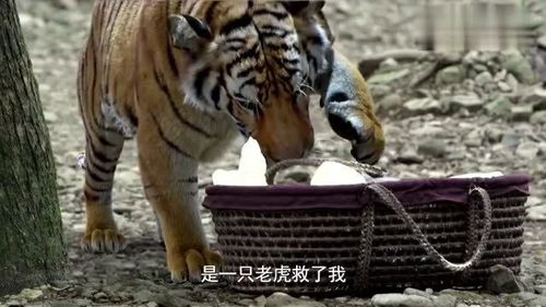 虎父无犬子短剧抢先看完整版百度云 虎父无犬子短剧抢先看完整版 --第1张
