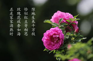 玫瑰花冠歌曲与短剧玫瑰冠冕抢先看完整版--第1张