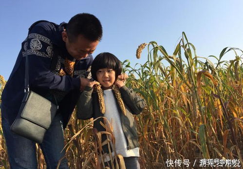 农民老爸短剧抢先看完整版百度云--第1张