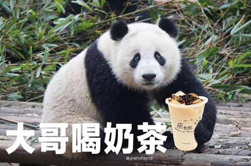 总裁夫人双面身份揭秘，多重角色下的爱情与事业之战--第1张