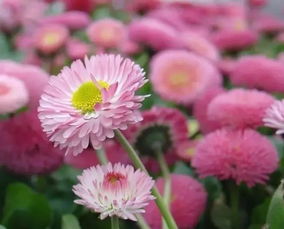  花的名字大全100种 花的名字大全100种春天--第1张