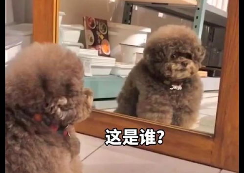 无缺归来热播短剧，无缺是谁演的？--第1张