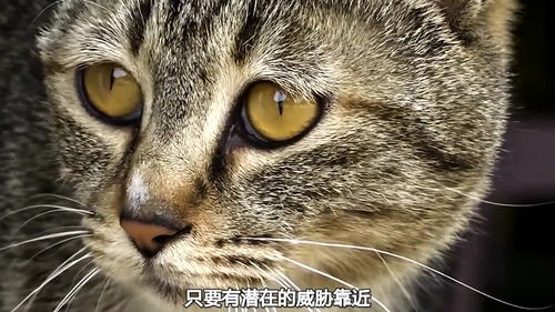 变成猫后我被死对头宠上天短剧最新资讯 变成猫后被死对头捡回家了 --第1张