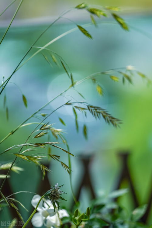 浮生若梦半世缘，短剧最新资讯--第1张