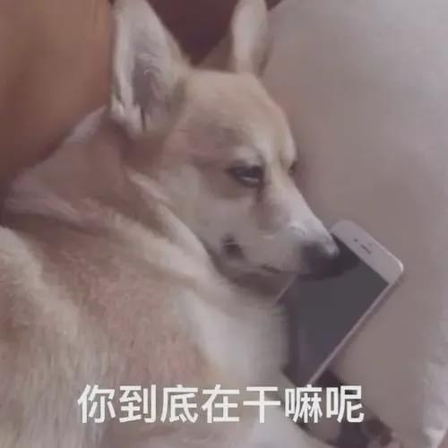 我再也不想恋爱了我有九千万亿舔狗金短剧全集免费观看资讯 我再也不想谈恋爱 --第1张