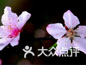 爱在陌上花开时短剧全集免费观看资讯 爱在花丛中是什么意思 --第1张