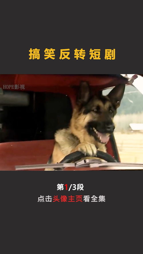 系统叫我做添狗短剧全集免费观看资讯 系统叫我去争宠免费阅读 --第1张
