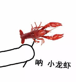 我家有龙虾 我家龙崽上热搜了短剧全集免费观看资讯 --第1张