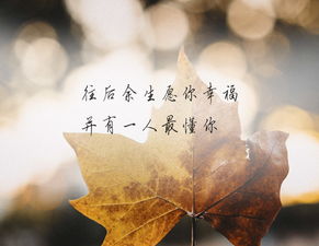 遇见你情深缘浅免费在线观看，短剧全集资讯--第1张