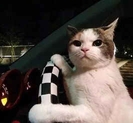 变成猫后被死对头捡回家了 变成猫后我被死对头宠上天 --第1张