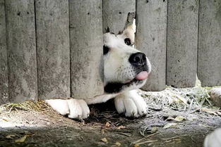 捡来的忠犬老公，亿万富翁小忠犬--第1张
