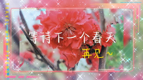 繁花不知何处是 繁花初见不知迟，短剧在线免费观看全集资讯 --第1张