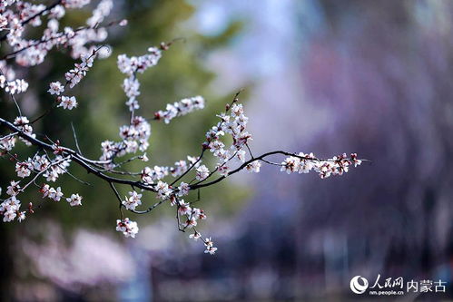 人间芳菲四月天短剧在线免费观看全集资讯 人间芳菲四月天下一句 --第1张