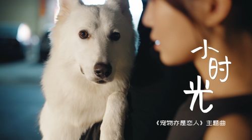 二狗子创造 二狗创世纪短剧在线免费观看全集资讯，二狗子的又一力作--第1张