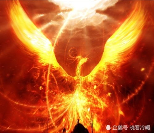 凤凰涅槃，凤凰涅槃短剧在线免费观看全集资讯--第1张