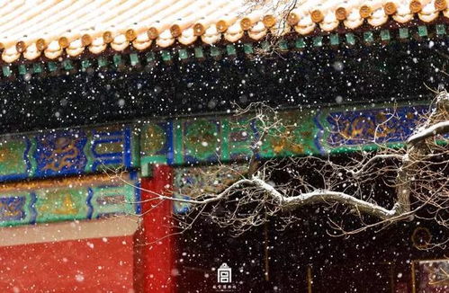 宫墙雪短剧全集资讯，免费观看地点及时间--第1张