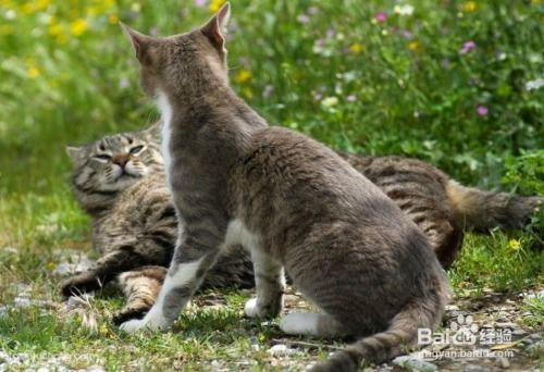 野宠短剧剧情资讯，野猫百度百科的精彩故事--第1张