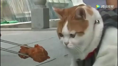 傅影帝家的猫成精啦免费阅读 傅影帝天天想官宣短剧剧情资讯 --第1张