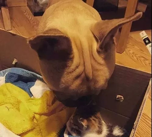 变成猫后被死对头捡回家--第1张