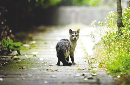 野猫百度野宠短剧，揭秘最新剧情和资讯--第1张