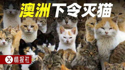 纪总大佬夫人下山了崔秀子短剧全集资讯剧情 纪总的猫全文免费阅读 --第1张