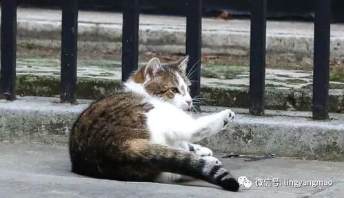 变成猫后我终于红了[娱乐圈] 变成猫后我被死对头宠上天——短剧大结局 --第1张