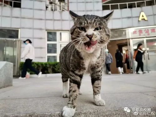 猫宠奇缘，死对头变宠物的逆转爱情--第1张