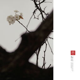墨染梨花白白方文短剧大结局，白发人生--第1张