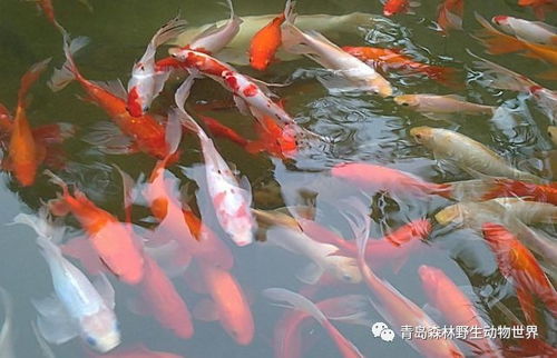 锦鲤萌宝，短剧大结局完整版在线观看--第1张