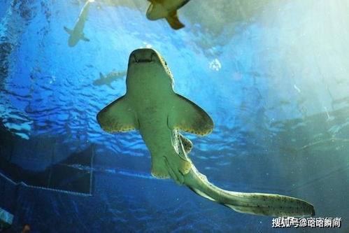 原来深海没有光短剧大结局完整版 深海没有鱼是什么意思 --第1张