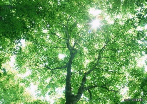 阳光照耀下的森林美景，小山村杨景景短剧大结局赏析--第1张