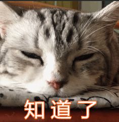 变成猫后我被死对头宠上天短剧大结局资讯 我变成了死对头的宠猫 --第1张